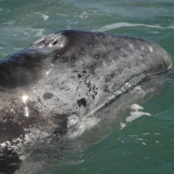 Baja california grau wahl kalb