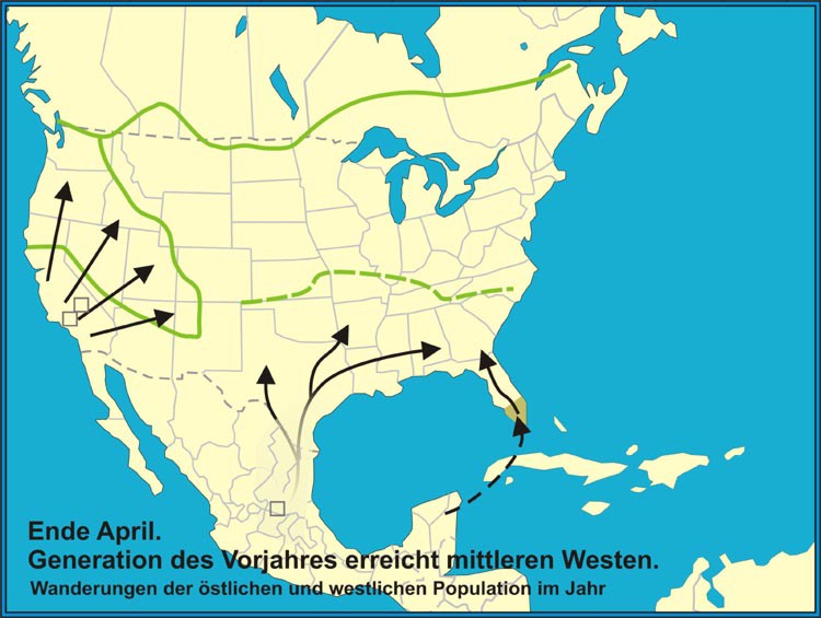 Monarch Falter Reise/Wanderroute 2