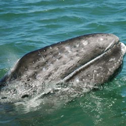 Grauwale in der Baja California